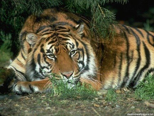 Красивый тигр - животные, тигр, хищник, природа, кошки - оригинал