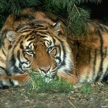 Схема вышивки «Красивый тигр»