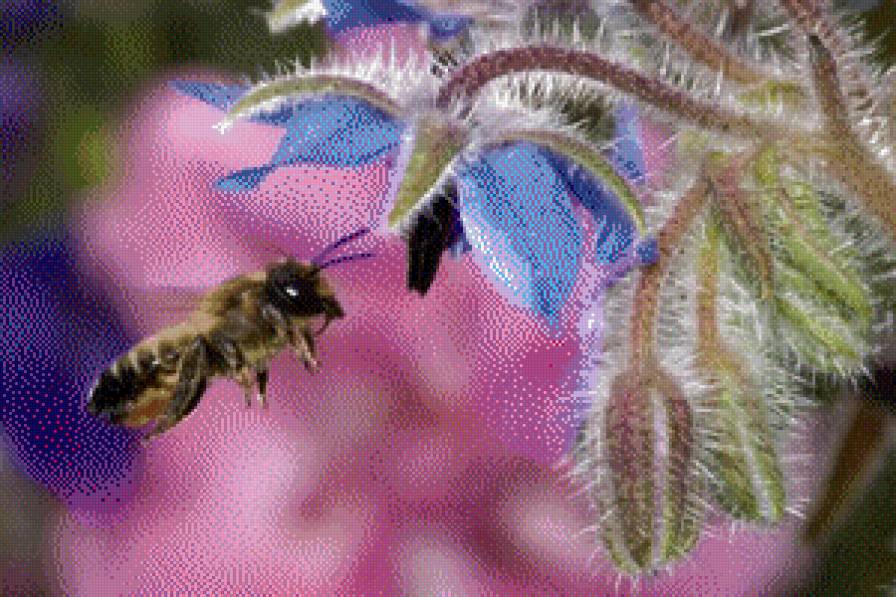Пчелка - цветок, пчела - предпросмотр