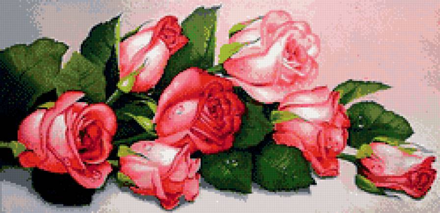 Розовые розы - цветы, букет, розы - предпросмотр