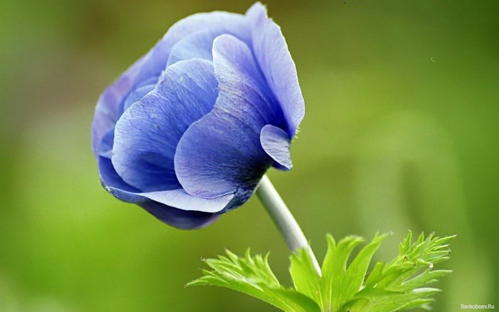 №755810 - синие цветы, красота, природа - оригинал