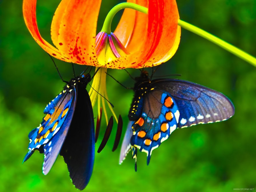 Бабочки на цветке - природа, бабочки, цветы, красота - оригинал