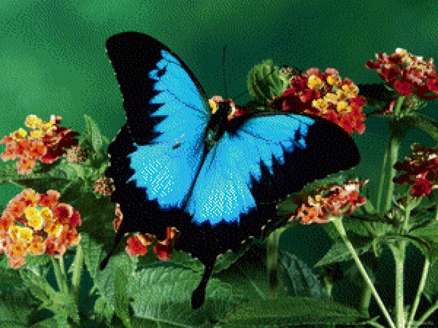Бабочка - бабочка, природа, цветы, красиво - предпросмотр