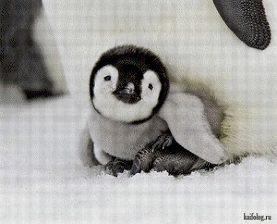Пингвиненок - природа, забавные животные - предпросмотр