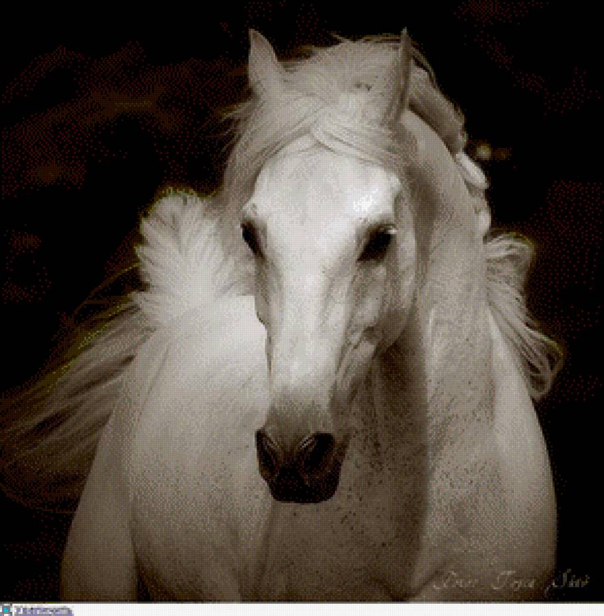 белая лошадь - лошади - предпросмотр
