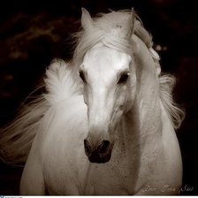 Оригинал схемы вышивки «белая лошадь» (№755976)