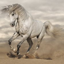 белая лошадь