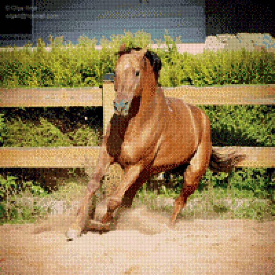лошадь бегущая - лошадь, животные - предпросмотр