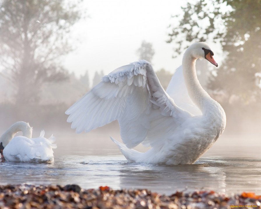 Белый лебедь на пруду - туман, лебеди - оригинал