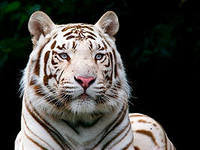 Оригинал схемы вышивки «белый тигр» (№756761)