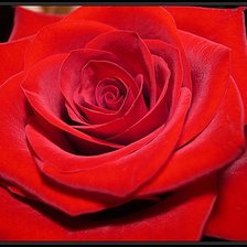 Оригинал схемы вышивки «Красная роза» (№756954)