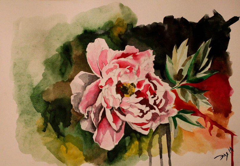 Розовый пион - цветы, акварель, пион, рисунок, растения - оригинал