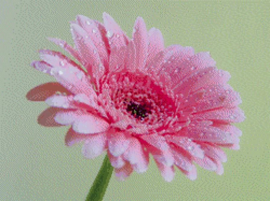 розовая гербера - цветы, гербера - предпросмотр