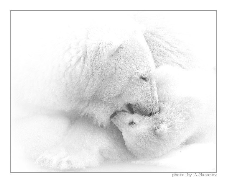 Материнская любовь - природа, животные - оригинал