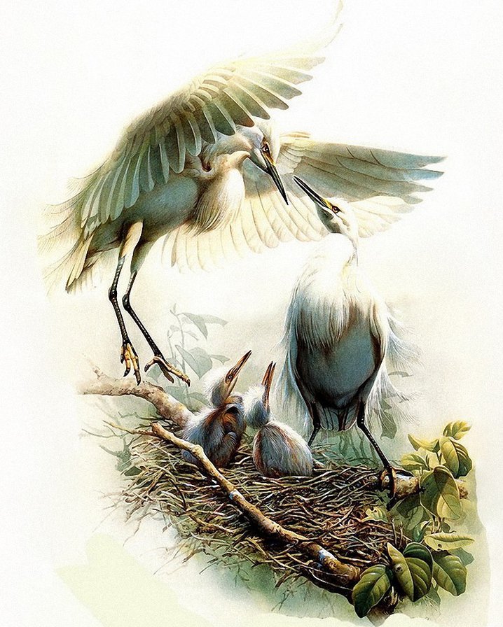 Семейка - птенцы, гнездо, птицы - оригинал