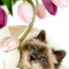 кот с тюльпанами
