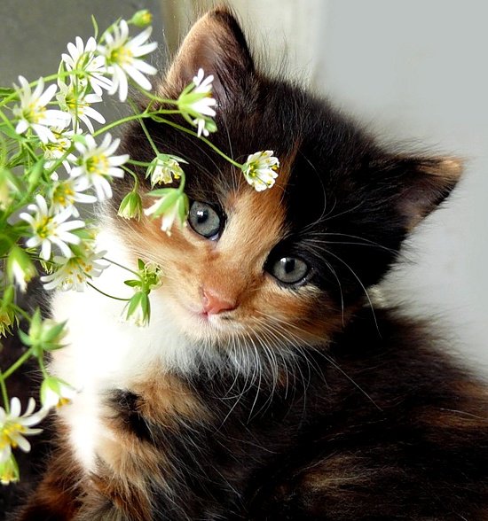 Киска - ромашка, цветок, кошка, кот - оригинал