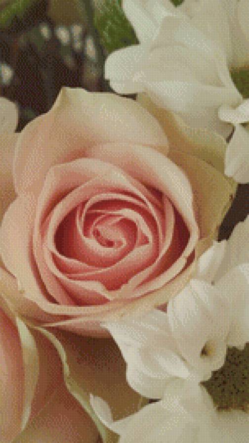 Розовые розы - роза, розы, цветы, растения - предпросмотр