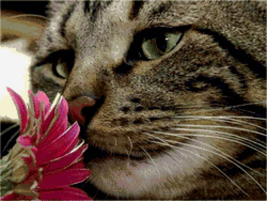 Киска - кот, цветок, кошка, гербер - предпросмотр
