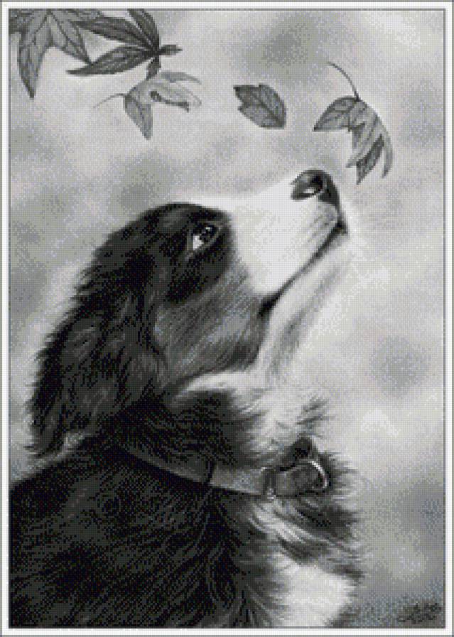 щенок монохром - картина, щенок, осень, черно-белое - предпросмотр