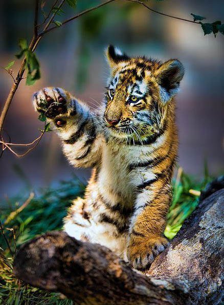 Тигренок, познает мир - забавные животные, тигр, кошки, природа - оригинал