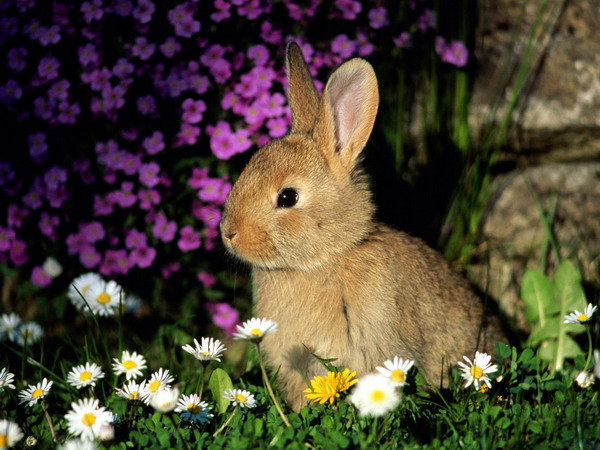 Милый кролик - забавные животные, природа - оригинал