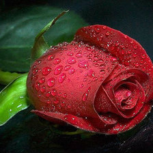 Схема вышивки «Роза любви.»