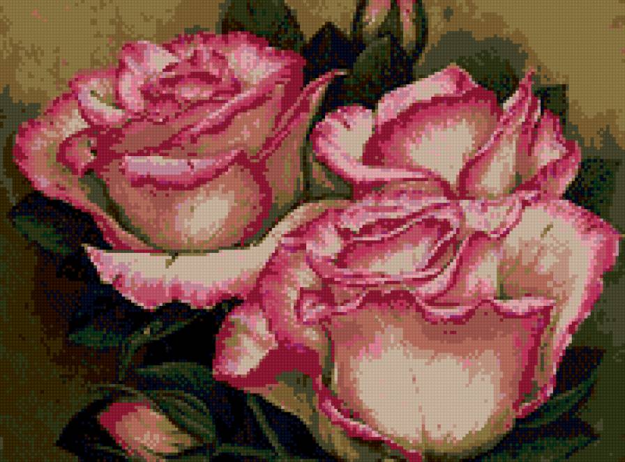 Розы с каймой - цветы, розы, розо розы - предпросмотр