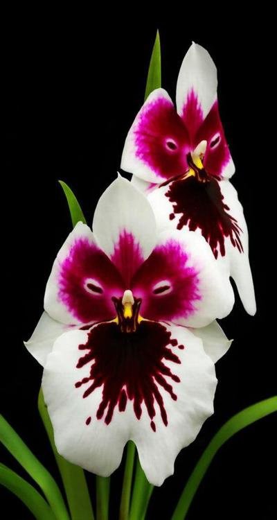 орхидеи - цветы, картина - оригинал