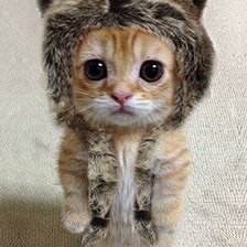 Котёнок в шапочке