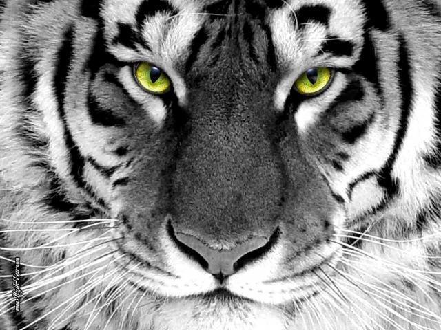 Белый тигр - тигр - оригинал