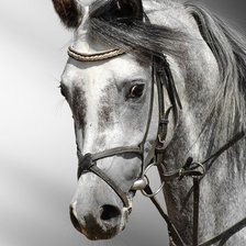 Оригинал схемы вышивки «конь» (№762890)