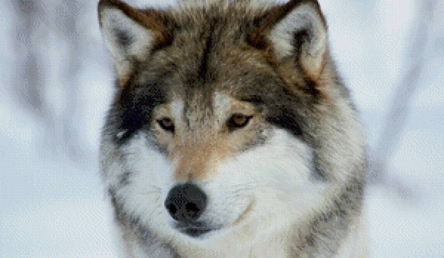волк - лес, волки, зима - предпросмотр