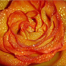 Оригинал схемы вышивки «роза в росе» (№763280)
