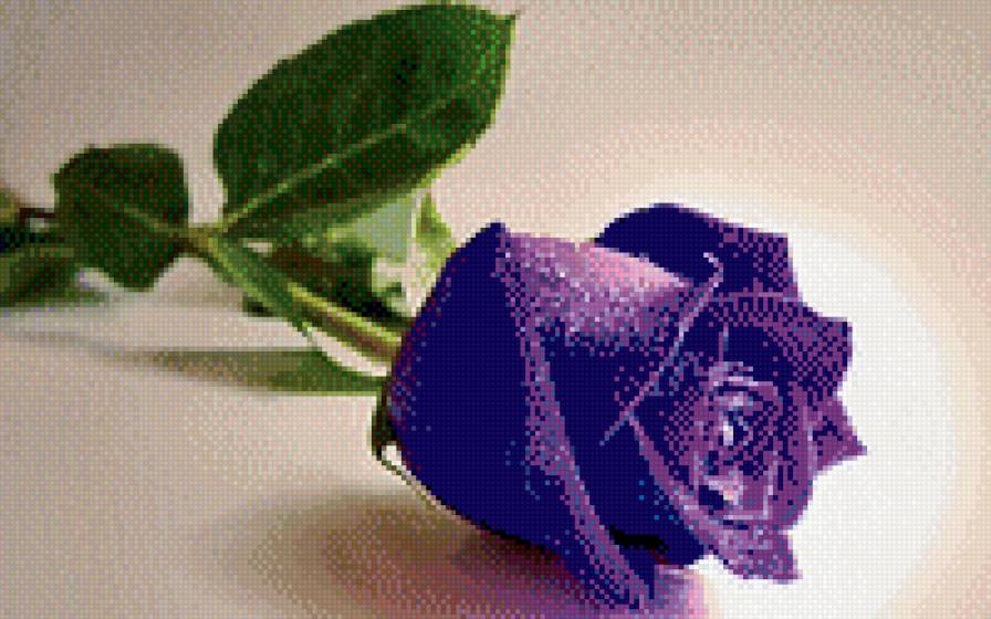 голубая роза - цветок - предпросмотр