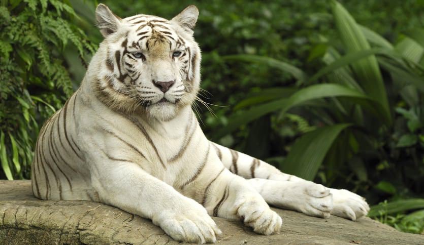 белый тигр - белый тигр - оригинал