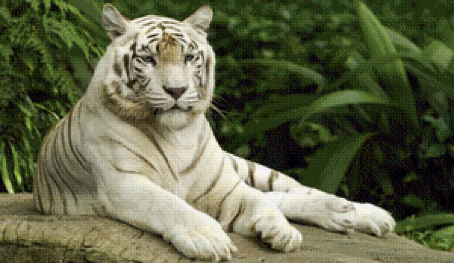 белый тигр - белый тигр - предпросмотр