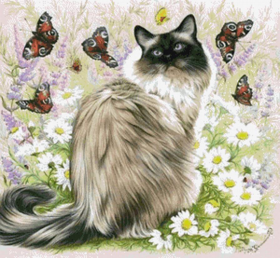 котик в поле - бабочки, ромашки, кот, котики, коты - предпросмотр