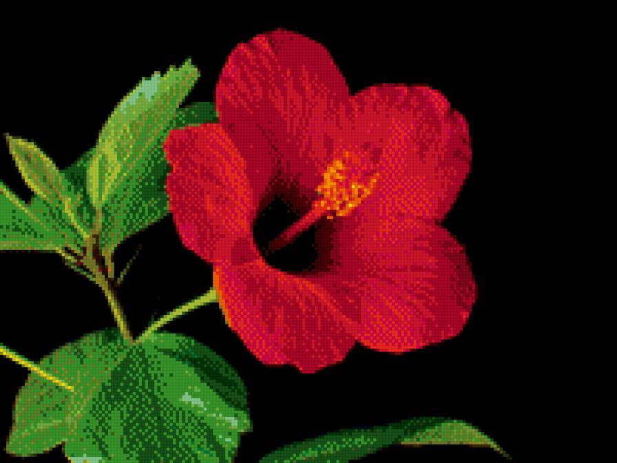 цветок ГИБИСКУСА - цветок, китайская роза, гибискус - предпросмотр
