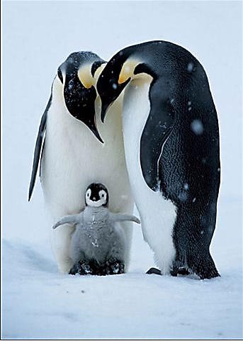 Семья пингвинов - семья, животные, снег, пингвины - оригинал