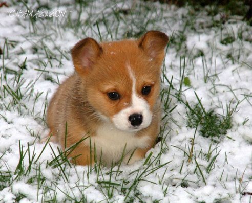 милашка - зима, щенок, снег - оригинал