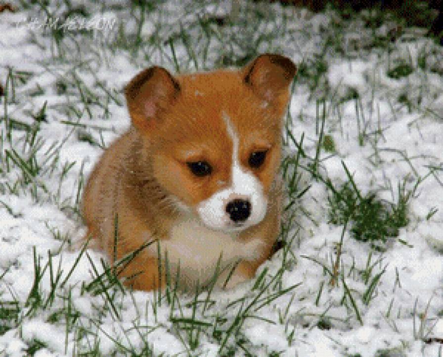 милашка - зима, щенок, снег - предпросмотр