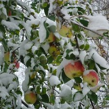 Схема вышивки «Яблоки на снегу..»