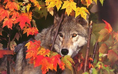 Волк - животные, волк, осень - оригинал