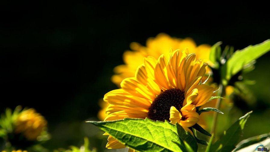 Подсолнухи - подсолнух, солнце, пейзаж, букет, цветы - оригинал