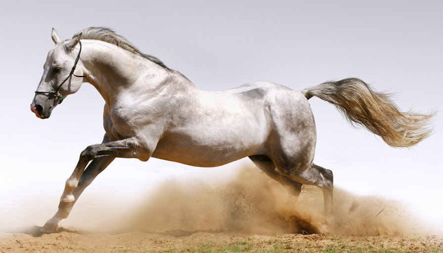 Белая лошадь - бегущая лошадь, лошадь, белая лошадь - оригинал
