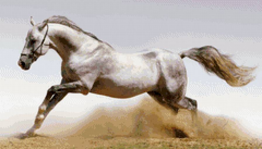 Белая лошадь - бегущая лошадь, белая лошадь, лошадь - предпросмотр