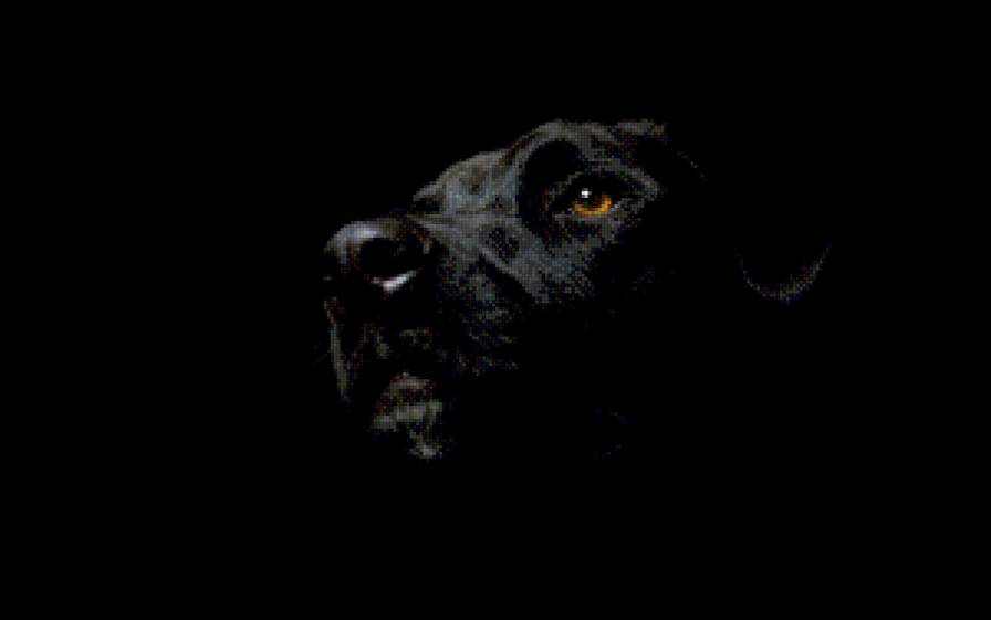 собака 2 - собака, черный, пес - предпросмотр