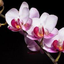 Оригинал схемы вышивки «орхидея» (№768784)