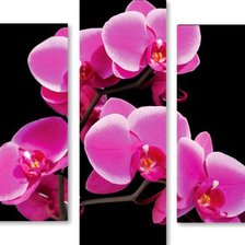 Оригинал схемы вышивки «орхидея» (№768816)